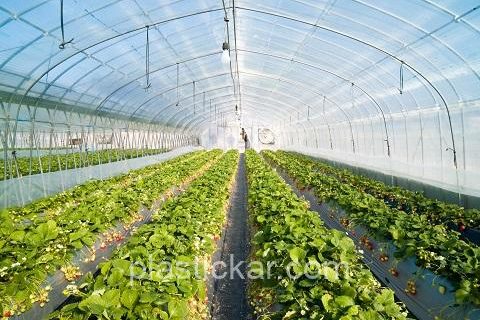 Strawberry_greenhouse