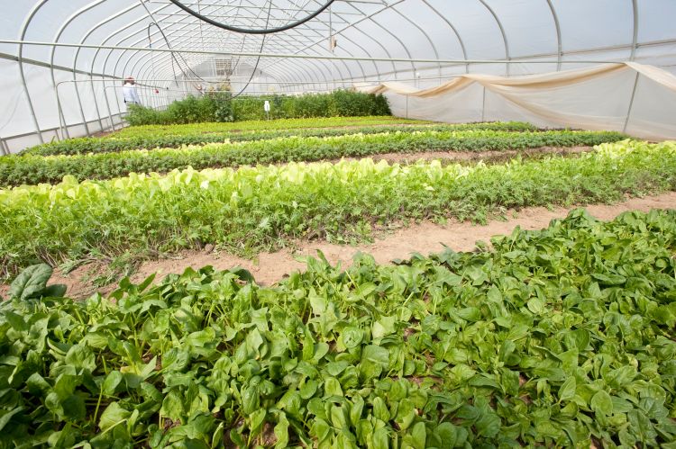 what film is widely used in greenhouse