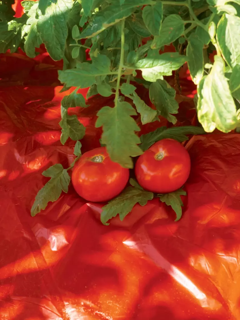 تأثیر استفاده از فیلم های پلاستیکی رنگی بر رنگدانه گیاهی گوجه فرنگی